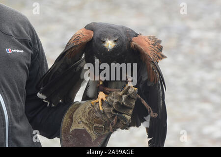 Die Geretteten Harris Hawk (Parabuteo unicinctus) und handler, Parque Condor, Otavalo, Ecuador Stockfoto