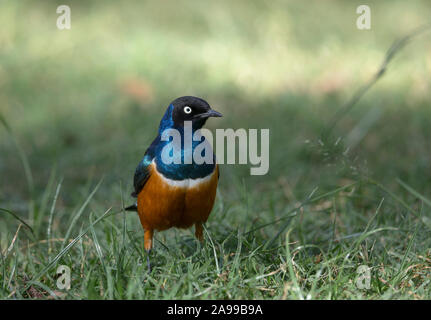 Ausgezeichnete Starling, Lamprotornis Superbus, Masai Mara, Afrika Stockfoto