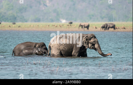 Elefanten baden, Jim Corbett National Park, Uttarakhand, Indien Stockfoto