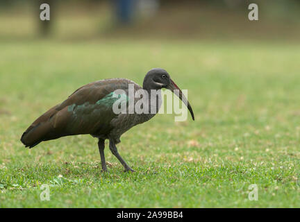 Ibis, Hadada Bostrychia hagedas, Masai Mara, Afrika Stockfoto