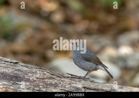 Wasser, redstart Phoenicurus Plumbeaous fuliginosus, Uttarakhand, Indien Stockfoto
