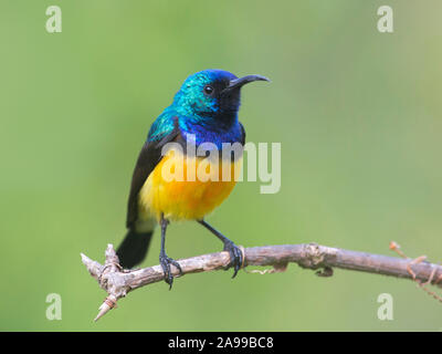 Variable Sunbird, Cinnyris venustus, Kenia, Afrika Stockfoto