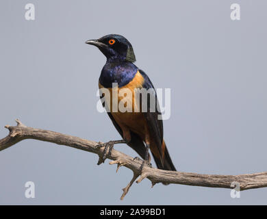 Golden Starling, Lamprotornis Regius, Kenia, Afrika, Stockfoto