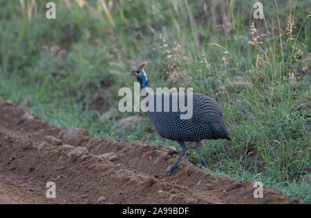 Behelmte Guineafowl, Numida meleagris, Kenia, Afrika Stockfoto