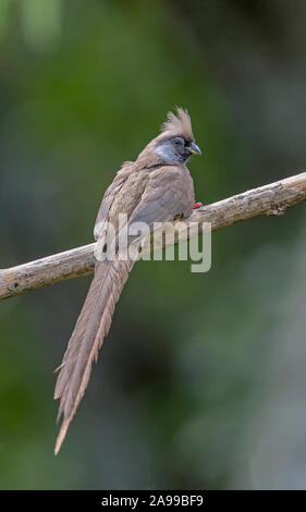 Gesprenkelte Maus Vogel, Colius striatus, Kenia, Afrika Stockfoto