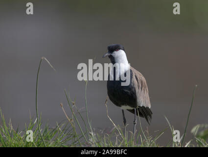 Sporn winged Plover, Vanellus spinosus, Kenia, Afrika Stockfoto