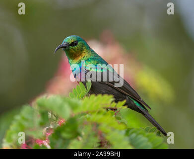 Sunbird, Kenia, Afrika Stockfoto