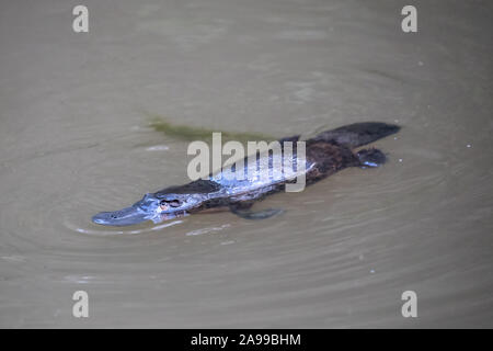 Duck-billed Platypus schwimmen auf der Oberfläche des Flusses Stockfoto