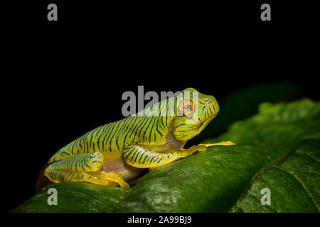 Juvinile von malabar Segelfliegen Frosch, Rhacophorus malabaricus, Munnar, Kerala, Indien Stockfoto