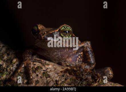 Raorchestes Cholorosomma Aka Green Eyed Bush Frosch, Munnar, Kerala, Indien Stockfoto