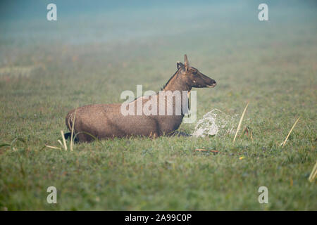 Nilgai oder Blue Bull ist die größte asiatische Antilopen und ist endemisch auf dem indischen Subkontinent, in Bharatpur, Rajasthan, Indien Stockfoto