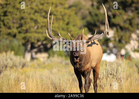 Bull elk bugling im Yellowstone National Park Herbst Wiese während der Brunft Stockfoto