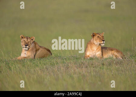 Löwin, Panthera leo sitzt auf Gras Berg, Afrika Stockfoto