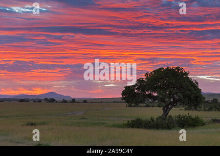 Lebendige morgen im Masai Masai Mara, Kenia, Afrika Stockfoto