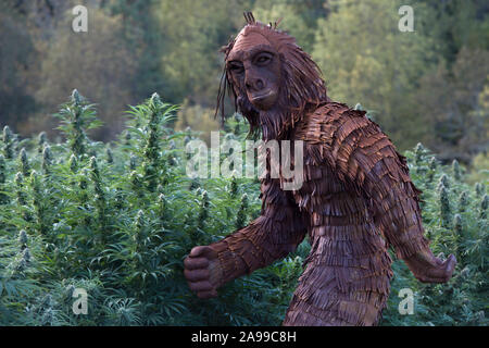 Bigfoot durch Organic Hanf Field. „Lifter“-Strain. Cannabis sativa. Stockfoto