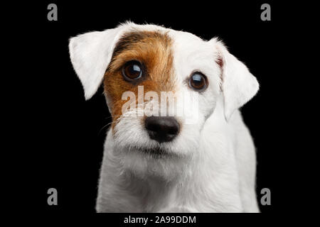 Closeup Portrait von Sneaky Jack Russell Terrier Hund isoliert auf schwarzem Hintergrund Stockfoto