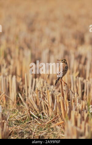 Paddyfield Pieper oder orientalischen Pieper (Anthus rufulus) in einem Reisfeld, Landschaft von West Bengalen in Indien Stockfoto