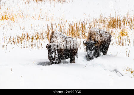 Bison im Winter Blizzard 3. Stockfoto