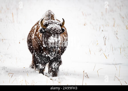 Bison im Winter Blizzard 1. Stockfoto