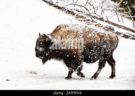 Bison im Winter Blizzard 2 Stockfoto