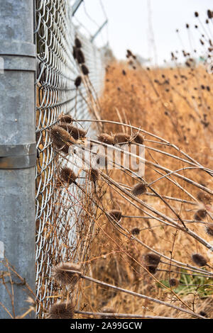 Braun teasels und trockenes Gras in einem üppig bewachsenen Feld drücken Sie gegen ein Metall chainlink Fence an einem nebligen Morgen in Santa Rosa, Kalifornien. Stockfoto