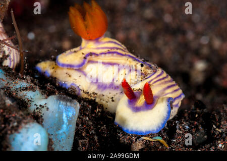 Nacktschnecken, Doris maridadilus, Tulamben, Bali, Indonesien Stockfoto