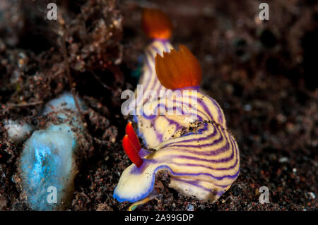 Nacktschnecken, Doris maridadilus, Tulamben, Bali, Indonesien Stockfoto