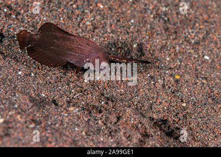 Peacock wrasse Iniistius juvenlie, Pavo, Jugendliche driften lässt, Tulamben, Bali, Indonesien nachahmen Stockfoto