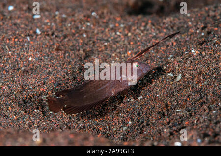 Peacock wrasse Iniistius juvenlie, Pavo, Jugendliche driften lässt, Tulamben, Bali, Indonesien nachahmen Stockfoto