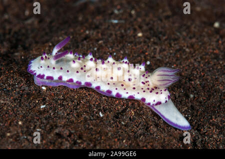 Nacktschnecken, Beau Vallon herrliche Slug, Glossodoris multituberculata, Tulamben, Bali, Indonesien Stockfoto