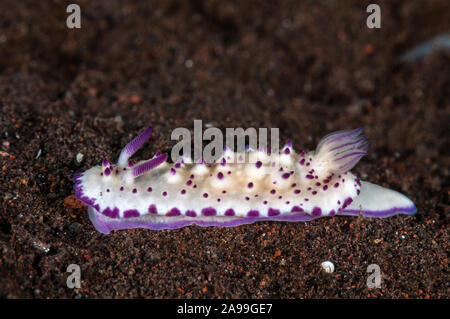 Nacktschnecken, Beau Vallon herrliche Slug, Glossodoris multituberculata, Tulamben, Bali, Indonesien Stockfoto