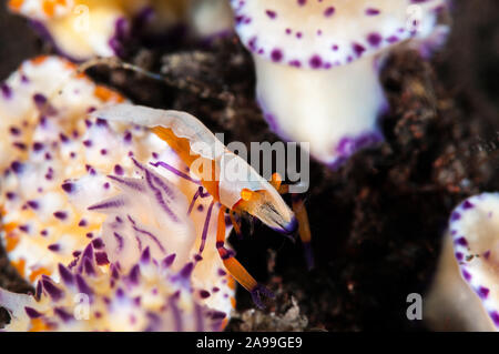 Kaiser Garnelen, Zenopontonia Rex, auf eine Nacktschnecke, Glossodoris katalexis, Tulamben, Bali, Indonesien Stockfoto