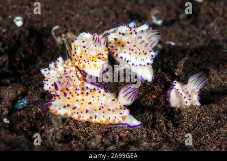 Gruppe von Nacktschnecken, Glossodoris katalexis, Glossodoris multituberculata, Tulamben, Bali, Indonesien Stockfoto