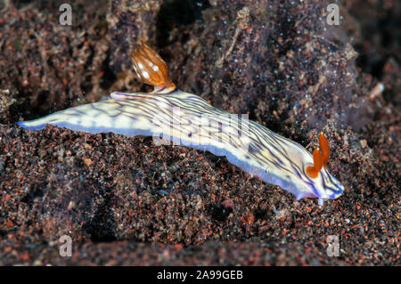 Nacktschnecken, Doris zephyra, Tulamben, Bali, Indonesien Stockfoto