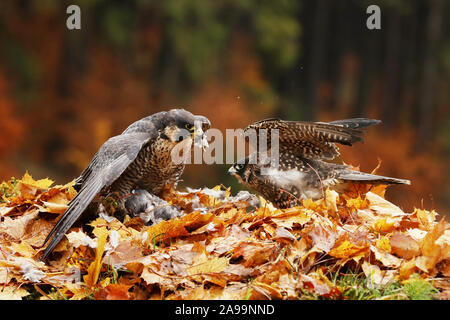Habicht, Accipiter gentilis, männlich und weiblich, mit Beute im Wald Stockfoto