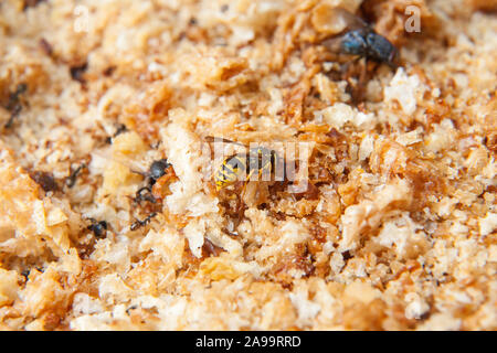 Baum Wasp, oder Papier Wasp sehr nah bis stripping Holz Gartenmöbel ein Nest lateinischer Name dolichovespula sylvestris oder feldwespe gallicus zu bauen Stockfoto