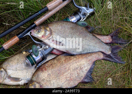 Guter Fang. Nähe zu sehen, der gerade aus dem Wasser große Süßwasser gemeinsame Brassen bekannt als Bronze BRASSEN oder Karpfen Brassen (abramis Brama) genommen und Angeln ro Stockfoto