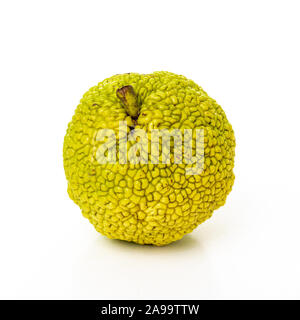 Frische osage Orangen oder Maclura auf weißem Hintergrund. Maclura pomifera Obst Stockfoto