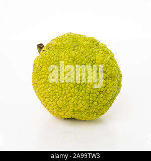 Frische osage Orangen oder Maclura auf weißem Hintergrund. Maclura pomifera Obst Stockfoto