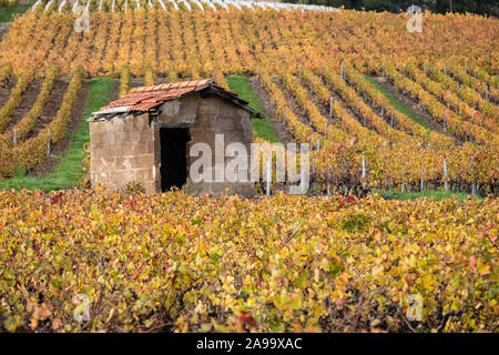 November 07, 2019, Odenas, Auvergne-Rh ône-Alpes, Frankreich - Beaujolais Reben im Herbst. Herbst Landschaft im Beaujolais Weinberg. Alte Hütte im vi. Stockfoto