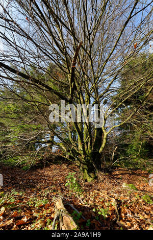 Europäische oder gemeinsamen Buche Fagus sylvatica kleiner Baum im späten Herbst Stockfoto