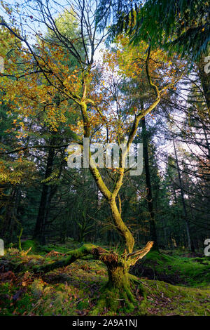 Sun Fänge Lone Oak Tree in Kiefer Plantage - Quercus robur Stockfoto