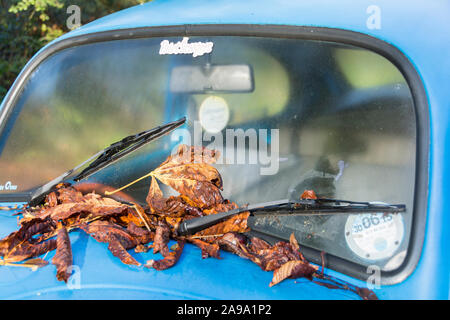 Blätter im Herbst auf einem klassischen Hellblau Volkswagen Käfer Stockfoto