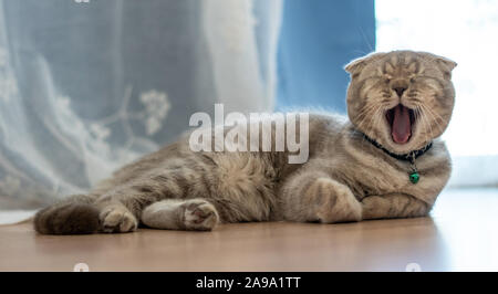 Die Britisch Kurzhaar Katze süß glücklich zu spielen Haustier schläft Entspannen Stockfoto