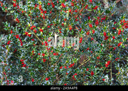 Ilex aquifolium stechpalmenbusch mit roten Beeren im Herbst Stockfoto