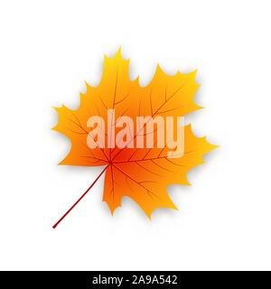 Herbst Maple Leaf isoliert auf einem weißen Hintergrund. Vector Illustration. Stock Vektor