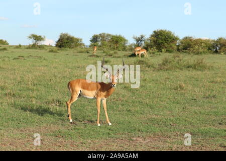 Impala in der afrikanischen Savanne. Stockfoto