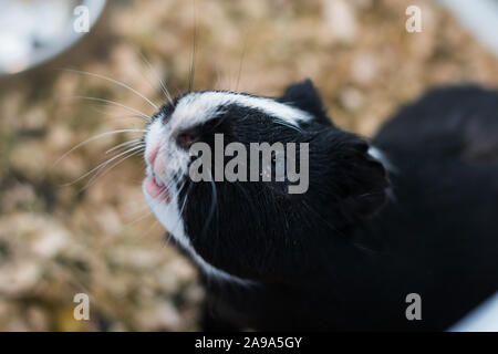 Schwarze und weisse Meerschweinchen mit Konjunktivitis Stockfoto