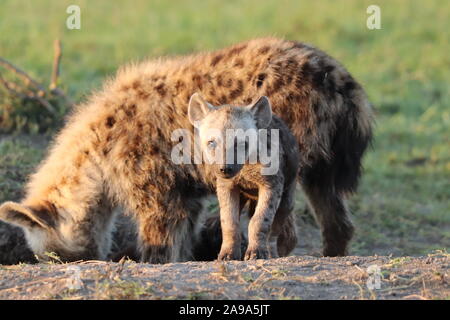 Baby Tüpfelhyäne in der afrikanischen Savanne. Stockfoto