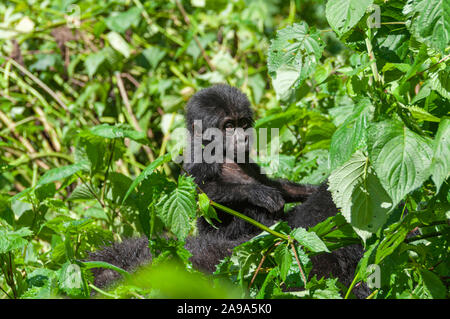 Portrait einer jungen Berggorilla Baby sitting auf der Rückseite seiner Mutter Stockfoto